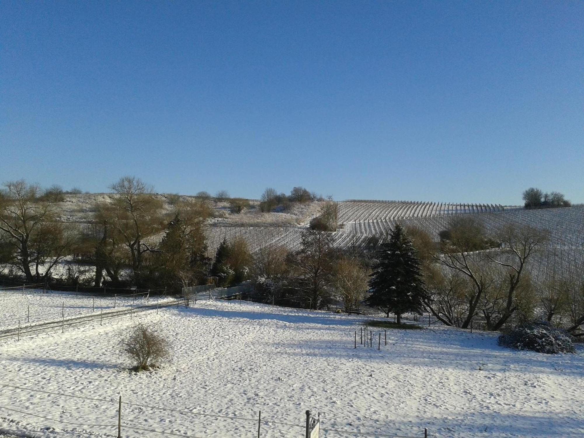 Апартаменти Weingut Hans Bausch Гаттенгайм Екстер'єр фото