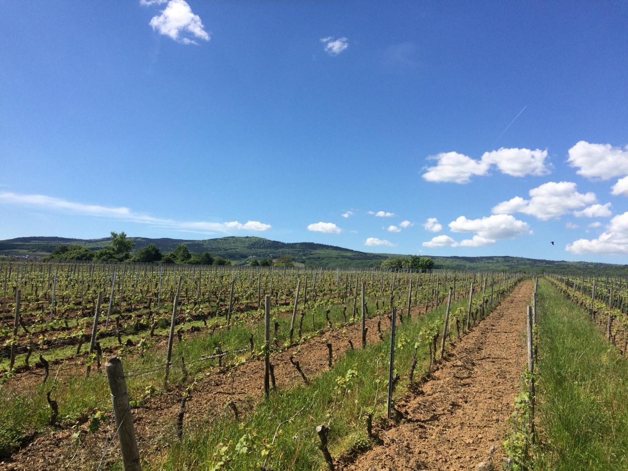 Апартаменти Weingut Hans Bausch Гаттенгайм Екстер'єр фото